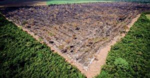 floresta-amazonica-desaparecer-neozix