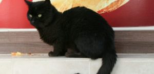 gato-preto-curas-coronavirus-e1590767353110-740x357-1