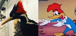 EL AVE DE LA VIDA REAL QUE INSPIRÓ EL DISEÑO DEL PÁJARO CARPINTERO SERÁ DECLARADA EXTINTA