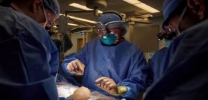 riñoñ-cerdo-medicina-inovacion