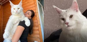 gato-gigante-740x357