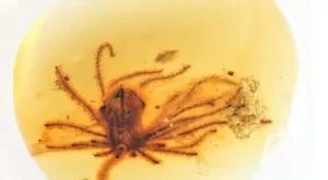 DESCUBREN FLOR DE 99 MILLONES DE AÑOS