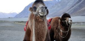 animais-capa-1-740x357