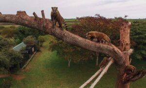 Ambiente_16_1-832x500-1